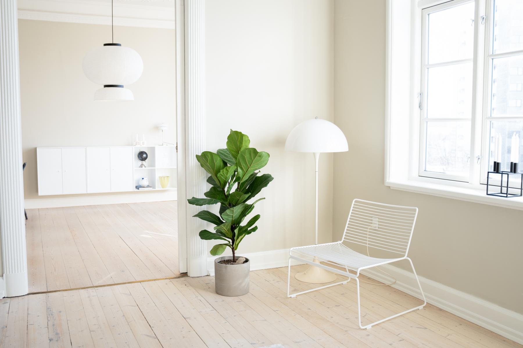Ficus lyrata