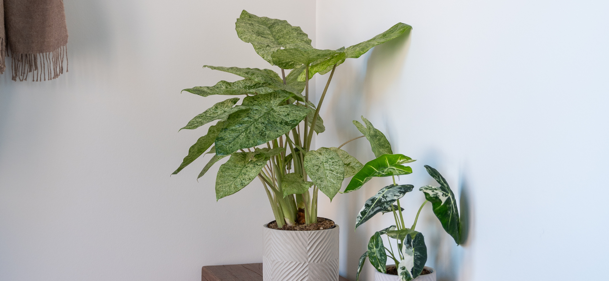 Alocasia