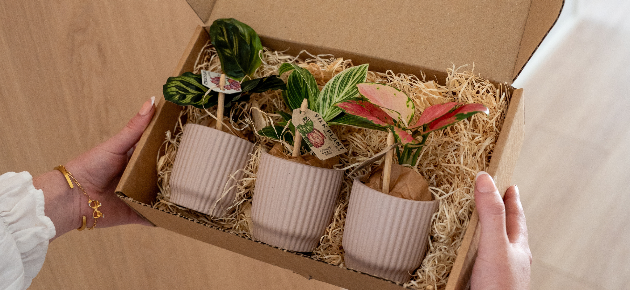 Calathea