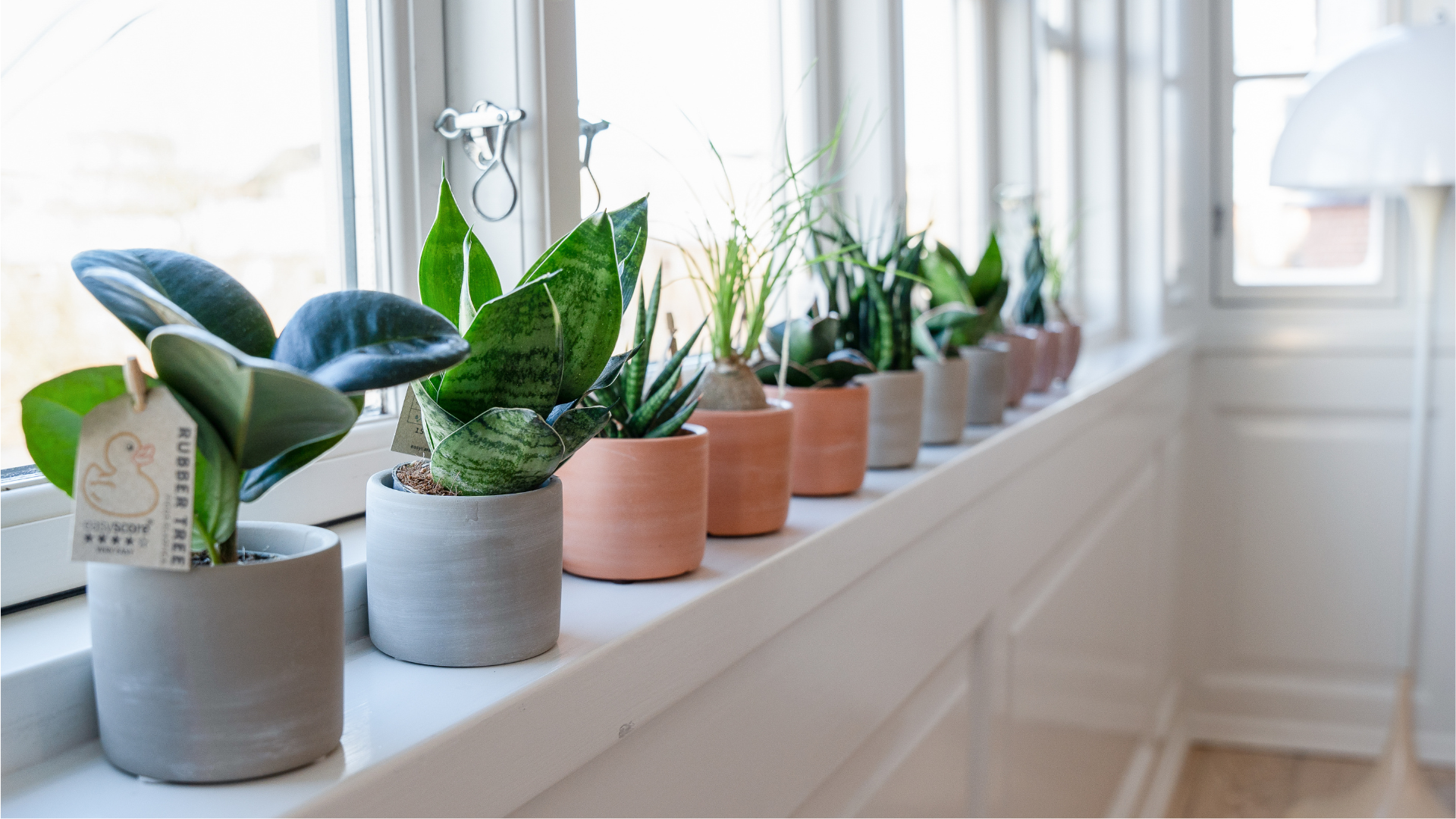 Farverige planter Farverige planter