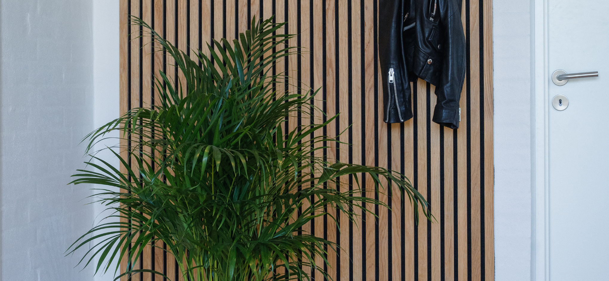 Dypsis