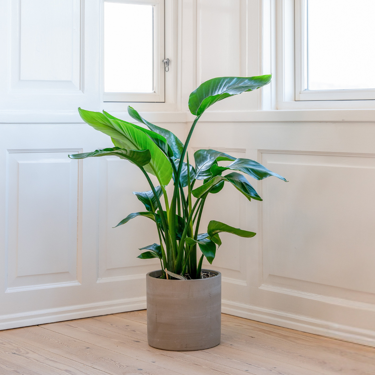Planter