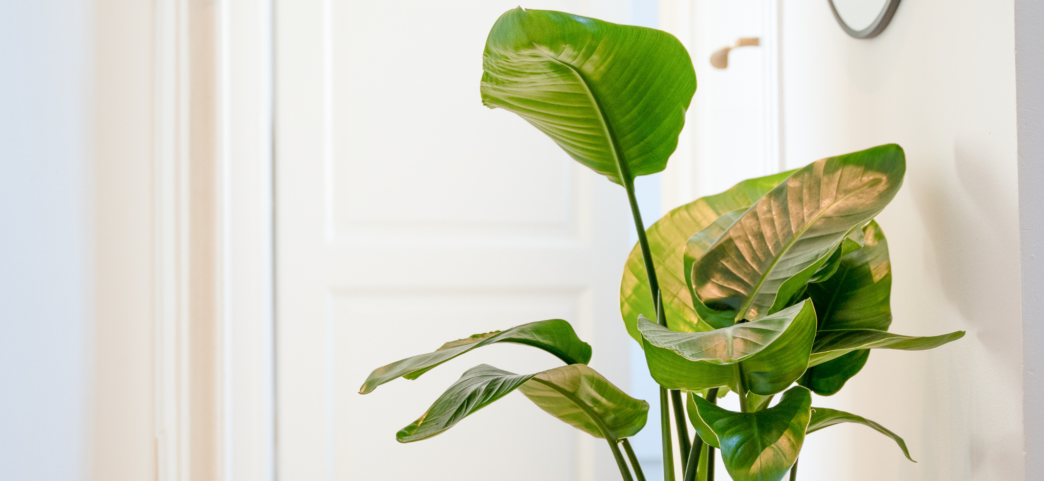 Strelitzia_1