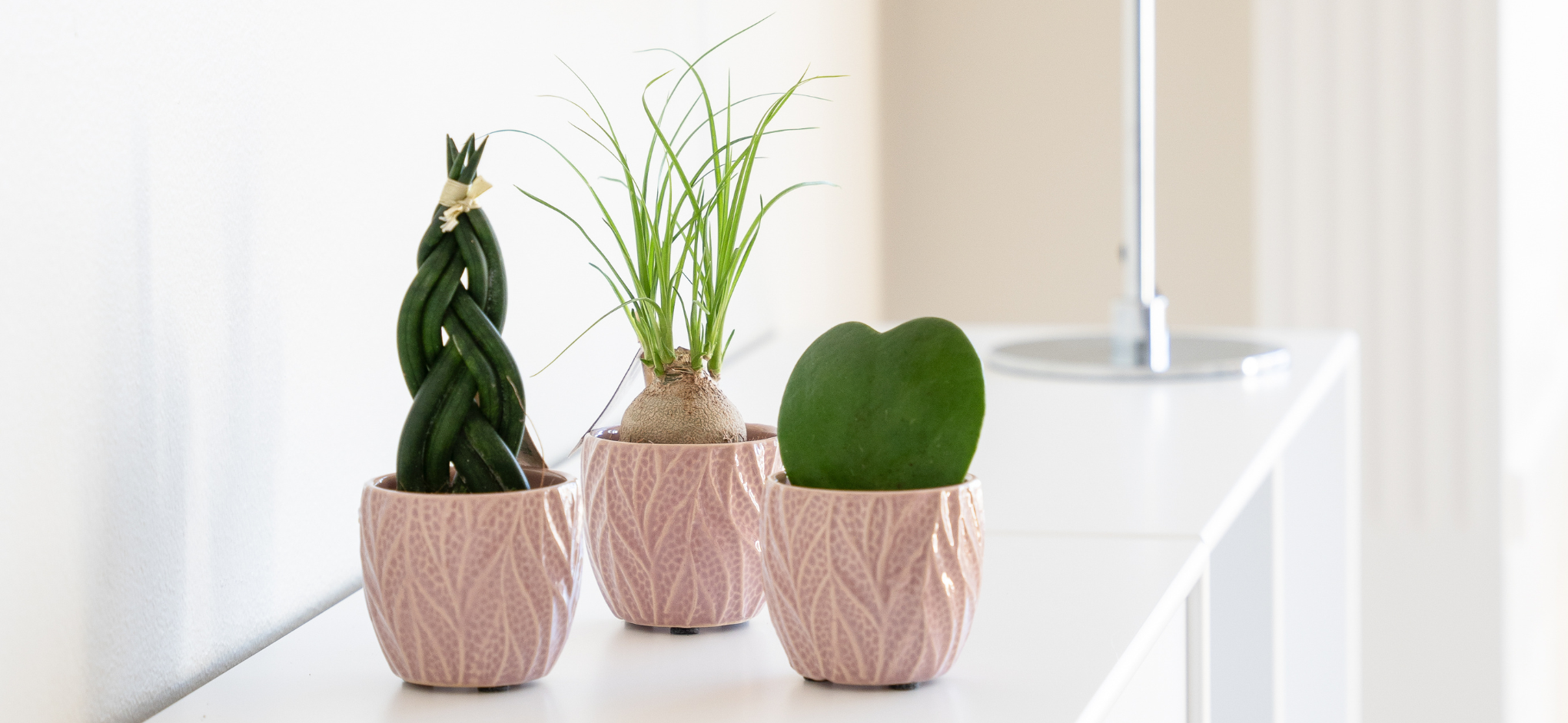 Plantepakker op til 300kr