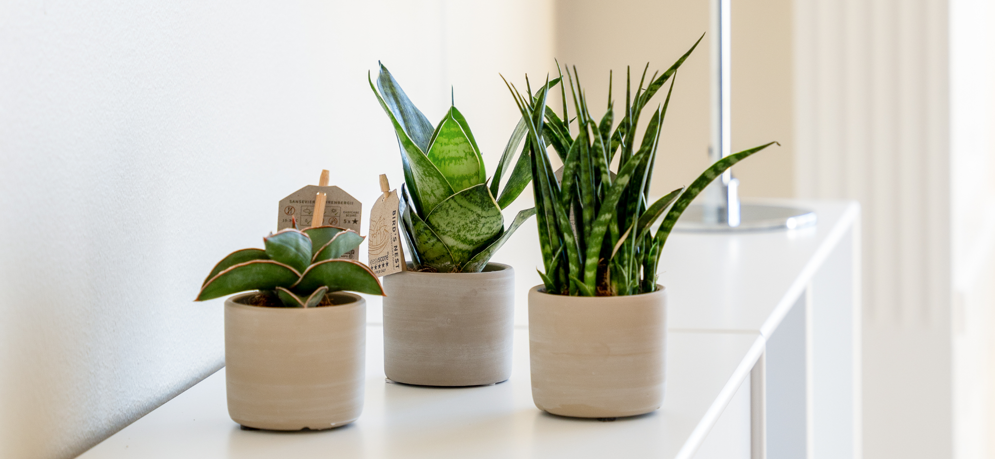 Plantepakker over 300kr Plantepakker over 300kr