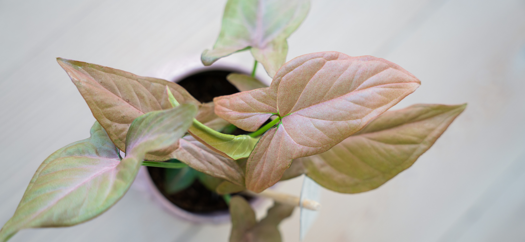Lidt nemme planter Lidt nemme planter