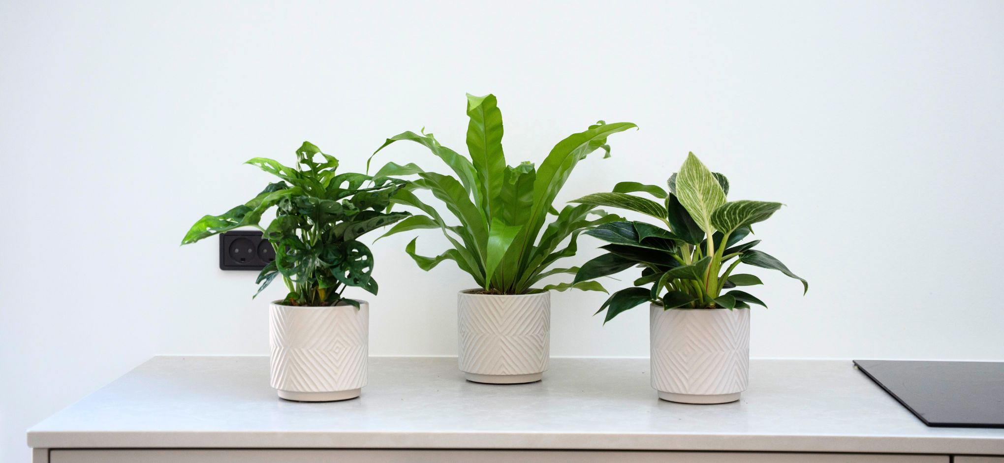 Planter med skjuler