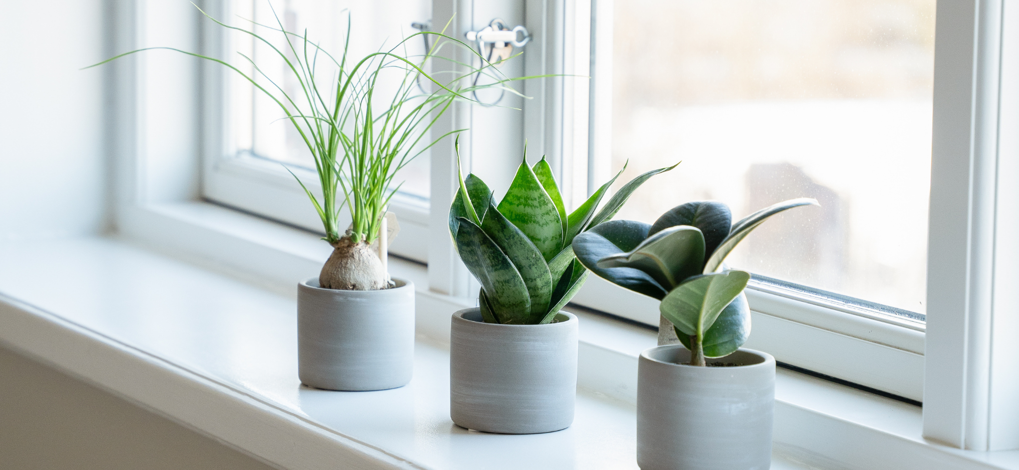 Meget nemme planter Meget nemme planter