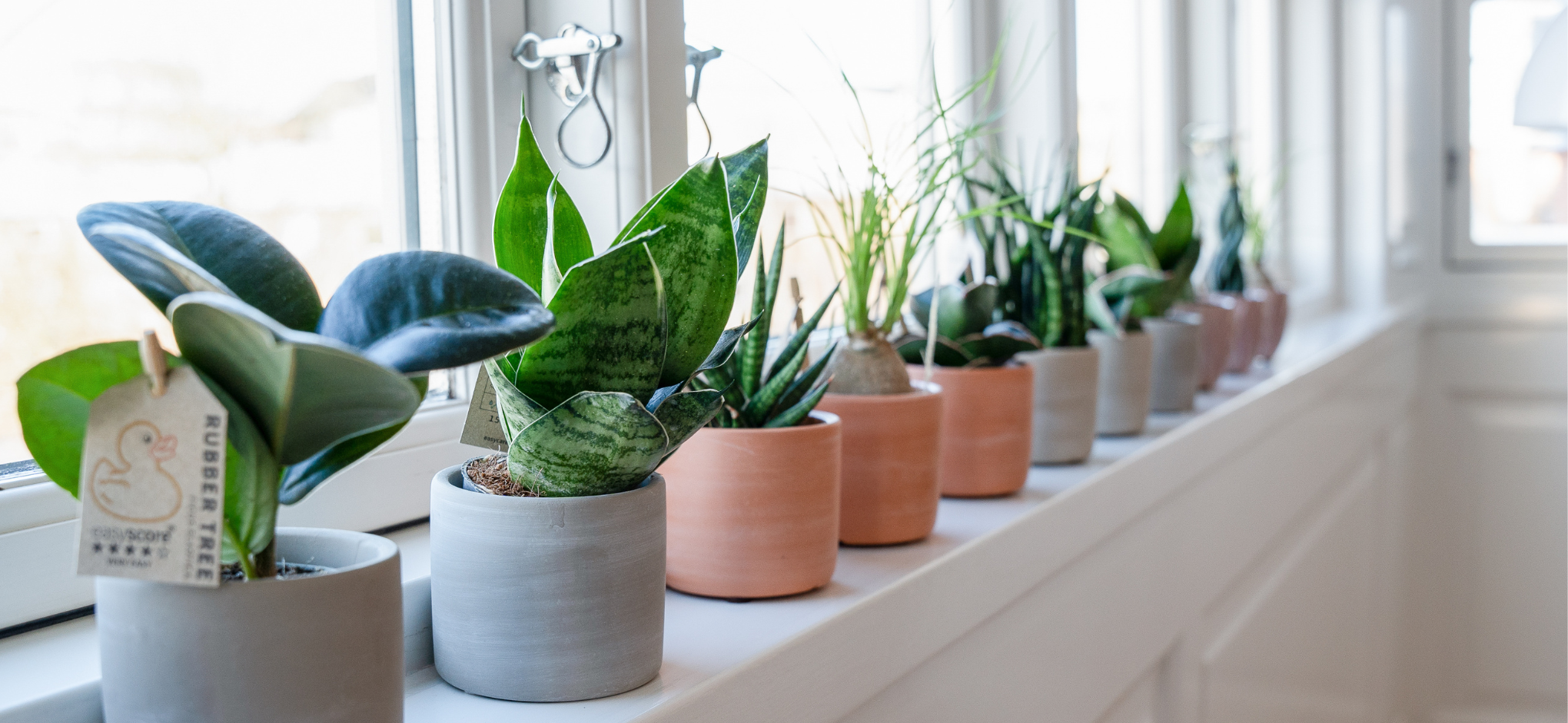 Plantepakker med skjuler