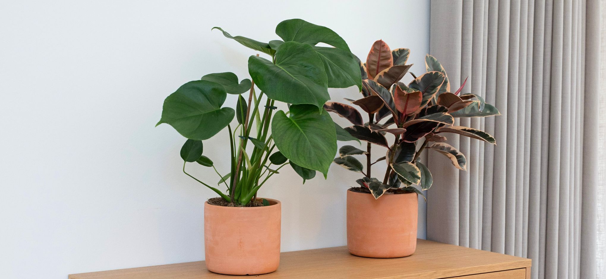 Planter 17cm Planter 17cm