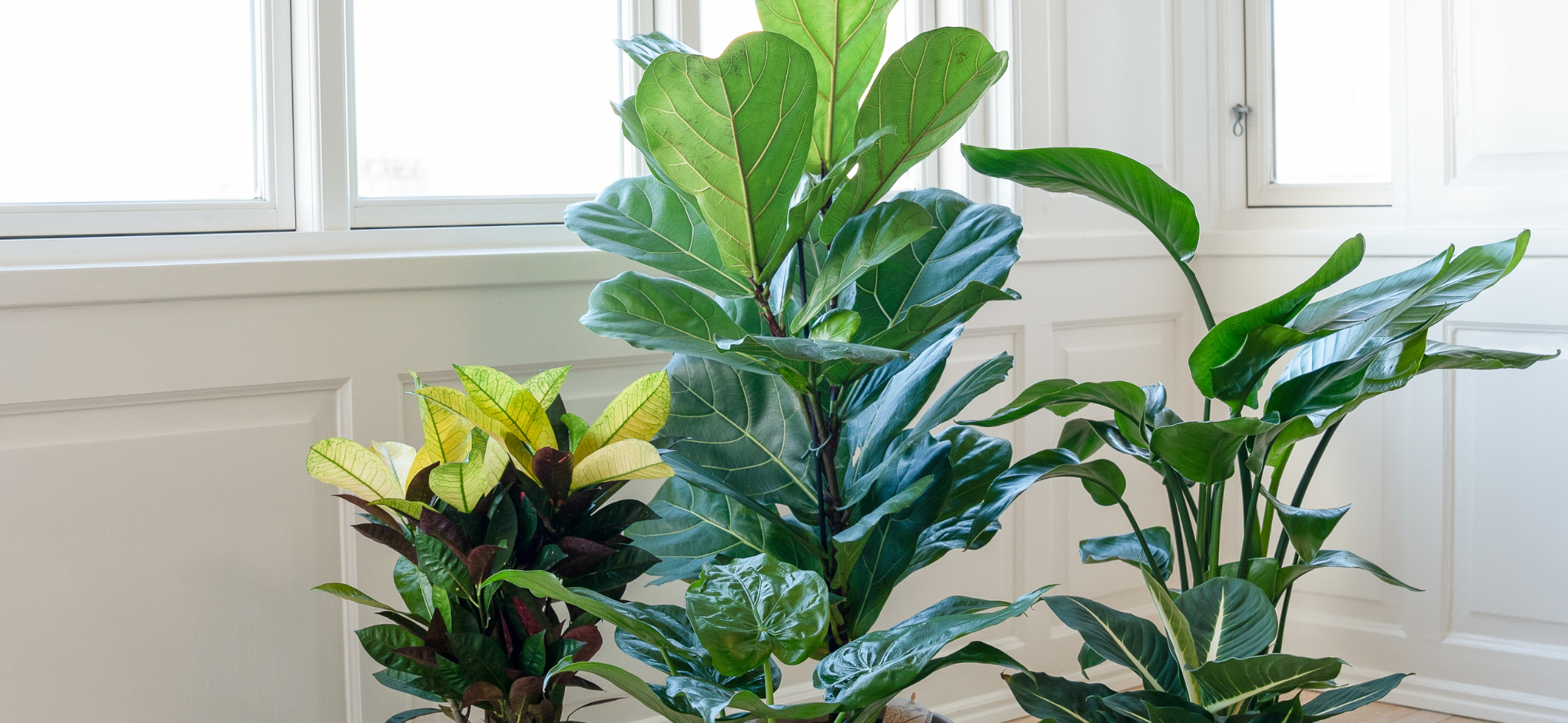 Plantepakker uden skjuler Plantepakker uden skjuler
