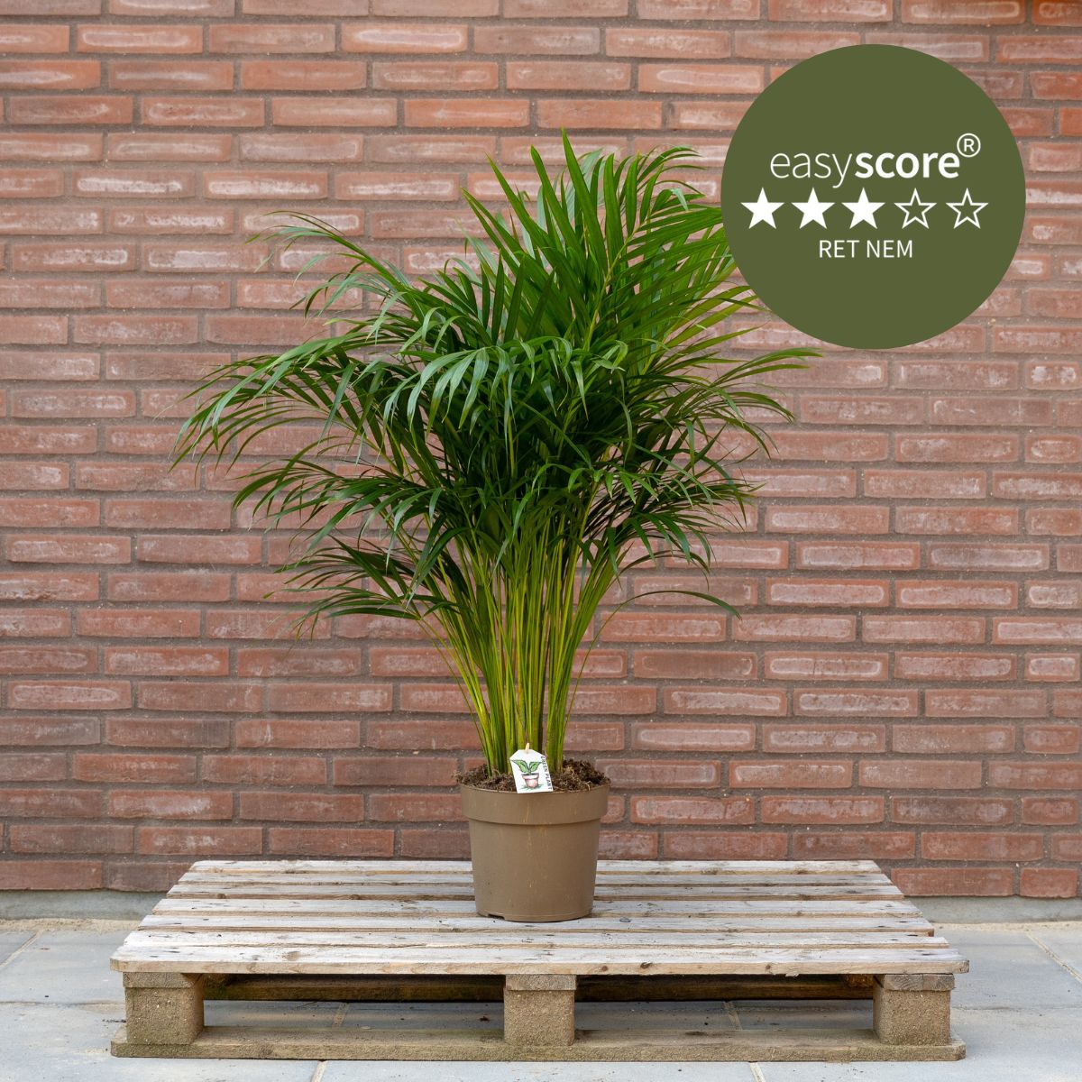 Dypsis lutescens 24cm H110