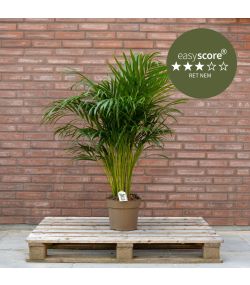 Dypsis lutescens 24cm H110