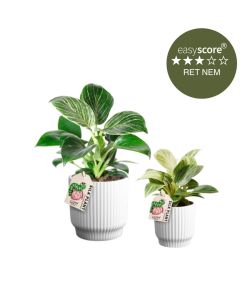 Flotte planter til mor og dreng