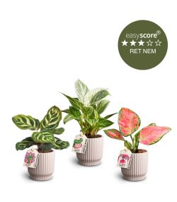 Den lyserøde plantepakke - mini, inkl. lyserøde skjulere