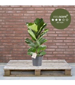 Ficus lyrata 24cm H90
