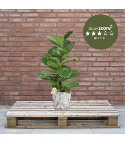 Ficus lyrata 24cm H90 med kurv