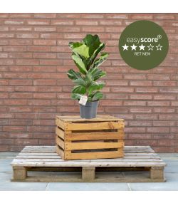 Ficus lyrata 17cm H50