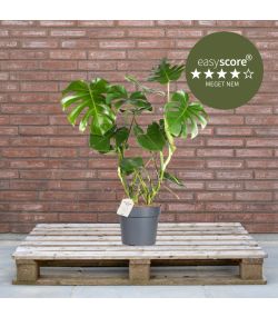 Monstera deliciosa 24cm H90