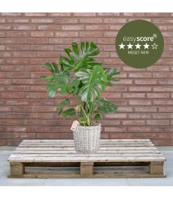 Monstera deliciosa 24cm H90 med kurv