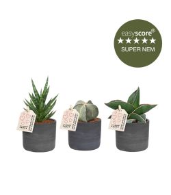 Nem plantepakke - mini, inkl. mørkegrå skjulere