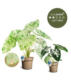 Special plantepakken - Stor, Broget Alocasia