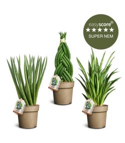 Sansevieria pakke, Mellem