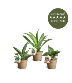 Sansevieria pakke, Mini