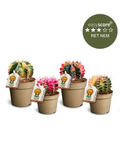 Special plantepakken - Lille, Glow Cactus