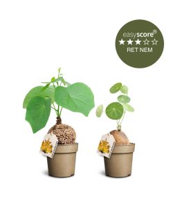 Special plantepakken - Mellem, Caudex Stephania