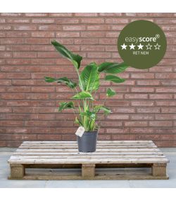 Strelitzia nicolai 24cm H100