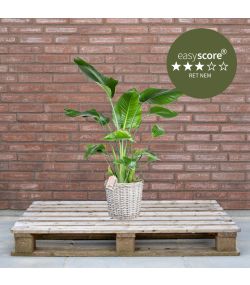 Strelitzia nicolai 24cm H100 med kurv