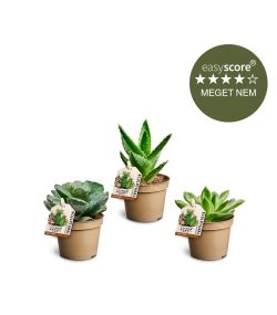 Succulentpakke, mini