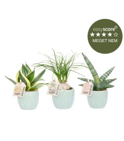Trendy plantepakke - mini, inkl. turkis skjulere