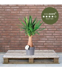 Yucca elephantipes 24cm H90