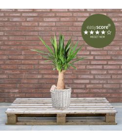 Yucca elephantipes 24cm H90 med kurv