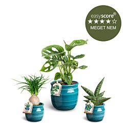 Den tyrkise plantepakke - lille, inkl. skjulere