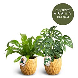 Den eksotiske plantepakke - lille, inkl. gule skjulere