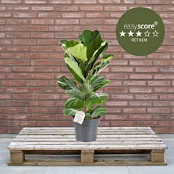 Ficus lyrata 24cm H90