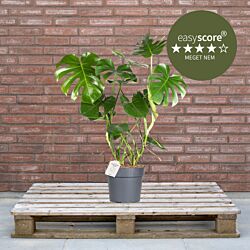 Monstera deliciosa 24cm H90