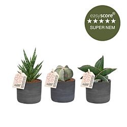 Nem plantepakke - mini, inkl. mørkegrå skjulere
