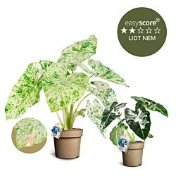 Special plantepakken - Stor, Broget Alocasia