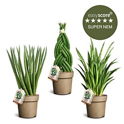 Sansevieria pakke, Mellem