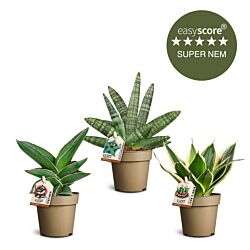 Sansevieria pakke, Lille