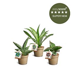 Sansevieria pakke, Mini