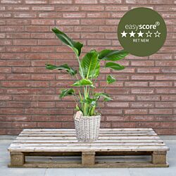 Strelitzia nicolai 24cm H100 med kurv
