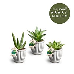 Succulentpakke - mini, inkl. rillede skjulere