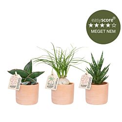 Terracotta plantepakke - mini, inkl. skjulere