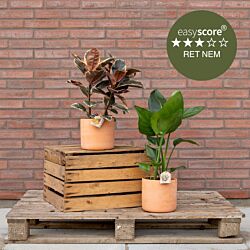 Terracotta plantepakke - Stor, inkl. skjulere
