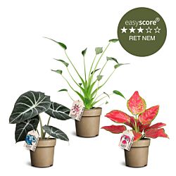 Trendy plantepakke, Mellem